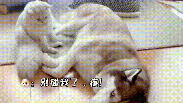 二哈的甜美爱情